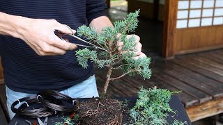 How to create a Bonsai tree DIY [upl. by Acinehs]