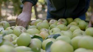 Meet John Zivanovich One of Our Local Apple Growers  Martinellis [upl. by Aziram]