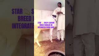 Different breed of sheep  Ladoum breed sheep sheepfarming ram agriculture shortvideo fypシ゚ [upl. by Asenav]