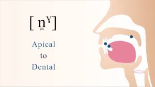 n̪ˠ  voiced unaspirated velarized apical dental nasal stop [upl. by Schmidt]