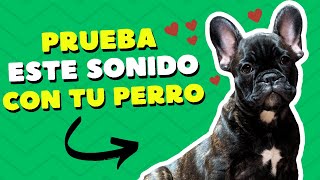 💛 SONIDOS para PERROS Para Que MUEVAN La CABEZA  Ruidos y Efectos [upl. by Ahset734]