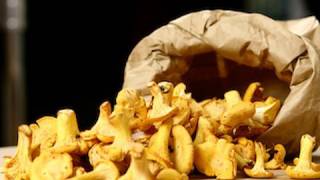 Recette de cuisine  Cueillette et conservation des chanterelles girolles [upl. by Asirralc870]