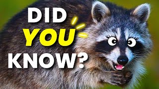 10 Raccoon Facts in 90 Seconds 🦝❤️ [upl. by Etsirk]