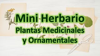 MINI HERBARIO Con plantas Medicinales y Ornamentales [upl. by Ahsratan]