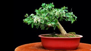 My Shohin Bonsai Pithecellobium Dulce [upl. by Elinet]