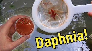 How I Culture Daphnia In Outdoor Tubs [upl. by Natloz174]