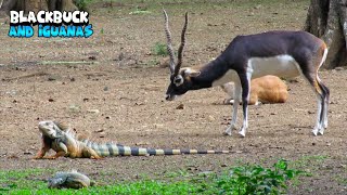 Blackbuck and Iguanas Together [upl. by Enyawud]