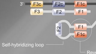 Loop Mediated Isothermal Amplification LAMP Tutorial [upl. by Tris]