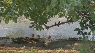 Signs of Fall in NYC Inwood Hill Park Manhattan NY [upl. by Nylaroc]