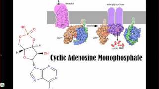 Activation of Protein Kinase A by cAMP [upl. by Wildermuth]