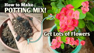 Crown of Thorns Plant Care Potting Mix Euphorbia milii [upl. by Anir594]