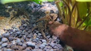 Sone catfish  Dwarf anchor catfish  Hara jerdoni [upl. by Belamy]