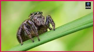 Top 10 Weirdest Facts About Spiders [upl. by Musa353]