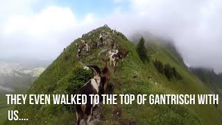 Hiking in Switzerland Gantrisch nature park [upl. by Mozes]