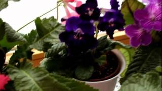 Meine Streptocarpus 062012 [upl. by Aratnahs]