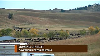 2023 Custer State Park Buffalo Roundup Press Briefing  SDPB News [upl. by Son]