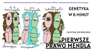 Pierwsze Prawo Mendla  Krzyżówka Mendla  Genetyka  Darmowe Korepetycje z Biologii [upl. by Consuela]