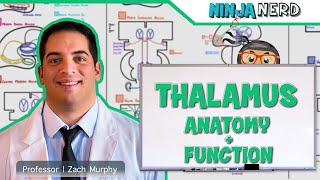 Neurology  Thalamus Anatomy amp Function [upl. by Necaj]