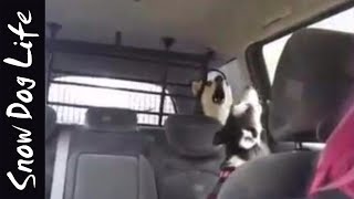 Siberian huskies howling in the car [upl. by Phila121]