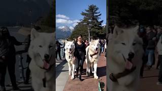 My direwolves love the seawall❤️😚❤️ direwolves wolf wolves pets pet dog stonezoo belizezoo [upl. by Baggett]