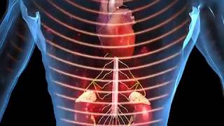 How Stress Affects the Body Animation  Function of Epinephrine and Cortisol Video [upl. by Daza]