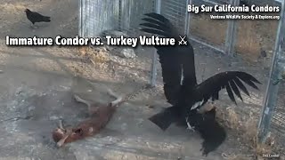 San Simeon🐦Immature Condor vs Turkey Vulture⚔Exploreorg 20220804 [upl. by Pfeifer]