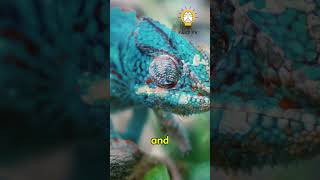 How Do Chameleons REALLY Change Color 🌈 🦎 shorts nature wildlife animallover [upl. by Abana]