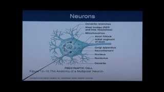 Anatomy and Physiology Chapter 12 Part 1 Nervous SystemNeural Tissue Anatomy and Physiology Help [upl. by Auqinot]