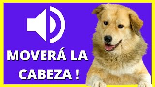 ❤ SONIDOS para PERROS para que MUEVAN La CABEZA  Ruidos y Efectos [upl. by Stag904]