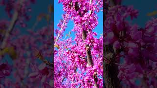 Beautiful Redbud tree [upl. by Idnyc528]