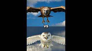 Snow owl vs Vultures vs  eagle falcon crow owl seagull Duck toucan bird Macow pigeon [upl. by Eseilenna]