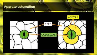 BOTÁNICA Unidad 11 Clasificación de estomas 3° de 5 vídeos [upl. by Reteid]