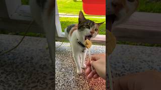 My first Purr Pops Chicky Licks catvideos cat cutecat catlovers eatingsounds eating asmr [upl. by Gisella]