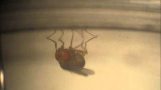 Monitoring Drosophila suzukii op Cotoneaster bessenBiocontrole 27 januari 2013wmv Deel II [upl. by Katti]