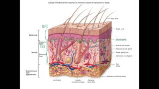 Integumentary System part 1 [upl. by Znieh884]