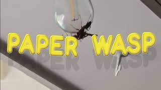 Understanding natures Paper Wasp nature [upl. by Heyes]