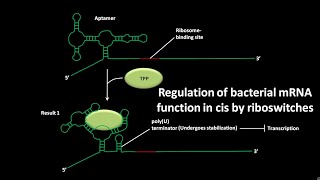 Regulation of bacterial mRNA function in cis by riboswitches  CSIR NET JRF LS  GATE csir gate [upl. by Shriver]