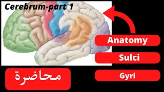 Anatomy of the cerebrum part 1 [upl. by Hannah285]