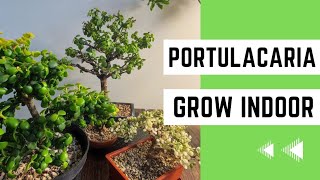 How to Grow Portulacaria Afra Indoors The Easy Method [upl. by Queridas]