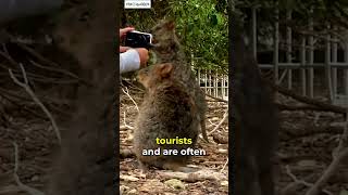 Meet the Quokka 🐻 Exotic Animal Thats Too Cute shorts shortsanimals [upl. by Yesnyl]