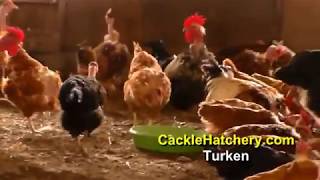 Turken quotNaked Neckquot Chicken Breed Breeder Flock  Cackle Hatchery [upl. by Dov]