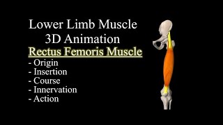 Quadriceps Rectus Femoris 3D Muscle Anatomy Origin Insertion Course Innervation and Function [upl. by Teerprah]