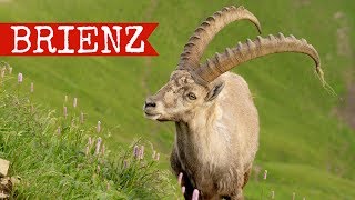 Brienz travel documentary  Rothorn Bahn amp Giessbach falls  Switzerland 2017 [upl. by Bodrogi445]