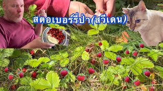 สตอเบอร์รี่ป่าสวีเดน‼️ดกมากๆปีนี้ SmultronFragaria vesca14 กค2024 [upl. by Amaras]