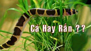 Cá Chạch Rắn Culi  Chạch Rắn Kuhli Pangio kuhlii  Coolie loach  Kuhli loach [upl. by Hymie]