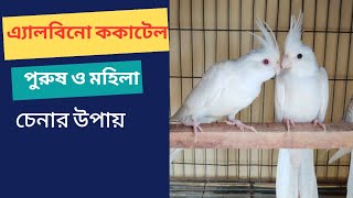 Albino cockatielAlbino cockatiel male female difference Banglabirdshelptips albino [upl. by Neron]