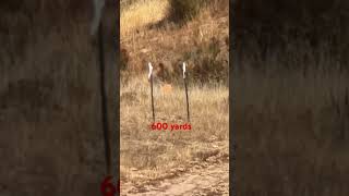 7mm PRC vs 7mm REM MAG at 600 yards [upl. by Azer]