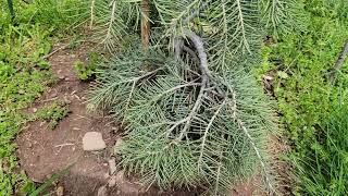 10 Alternatives to growing Colorado Blue Spruce in Tennessee [upl. by Dylan510]