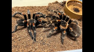 Brachypelma auratum Mexican Flame Knee pairing [upl. by Burman]