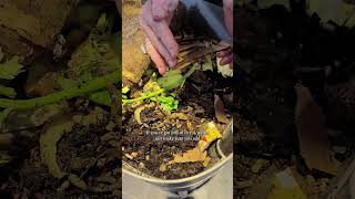 What can go in your wormery wormcomposting vermicompost compostingworms [upl. by Nylear]